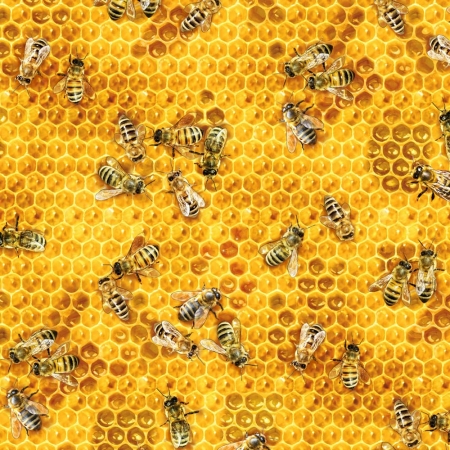 Bees and Flowers Honey