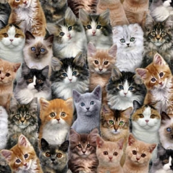 Adorable Pets Cats & Kittens