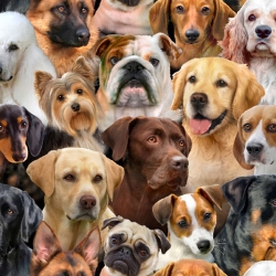 Adorable Pets Adult Dogs