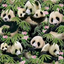 Panda Bears & Cubs